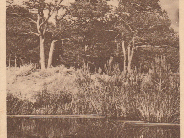 Alte Postkarten — Foto 15