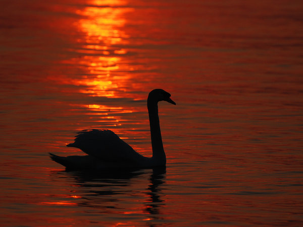 Atardeceres — foto 21